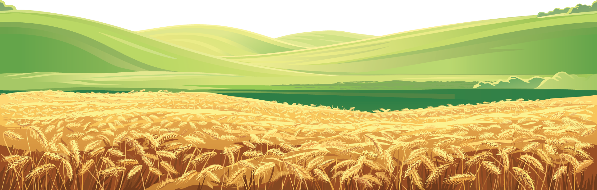 illustrated wheat field