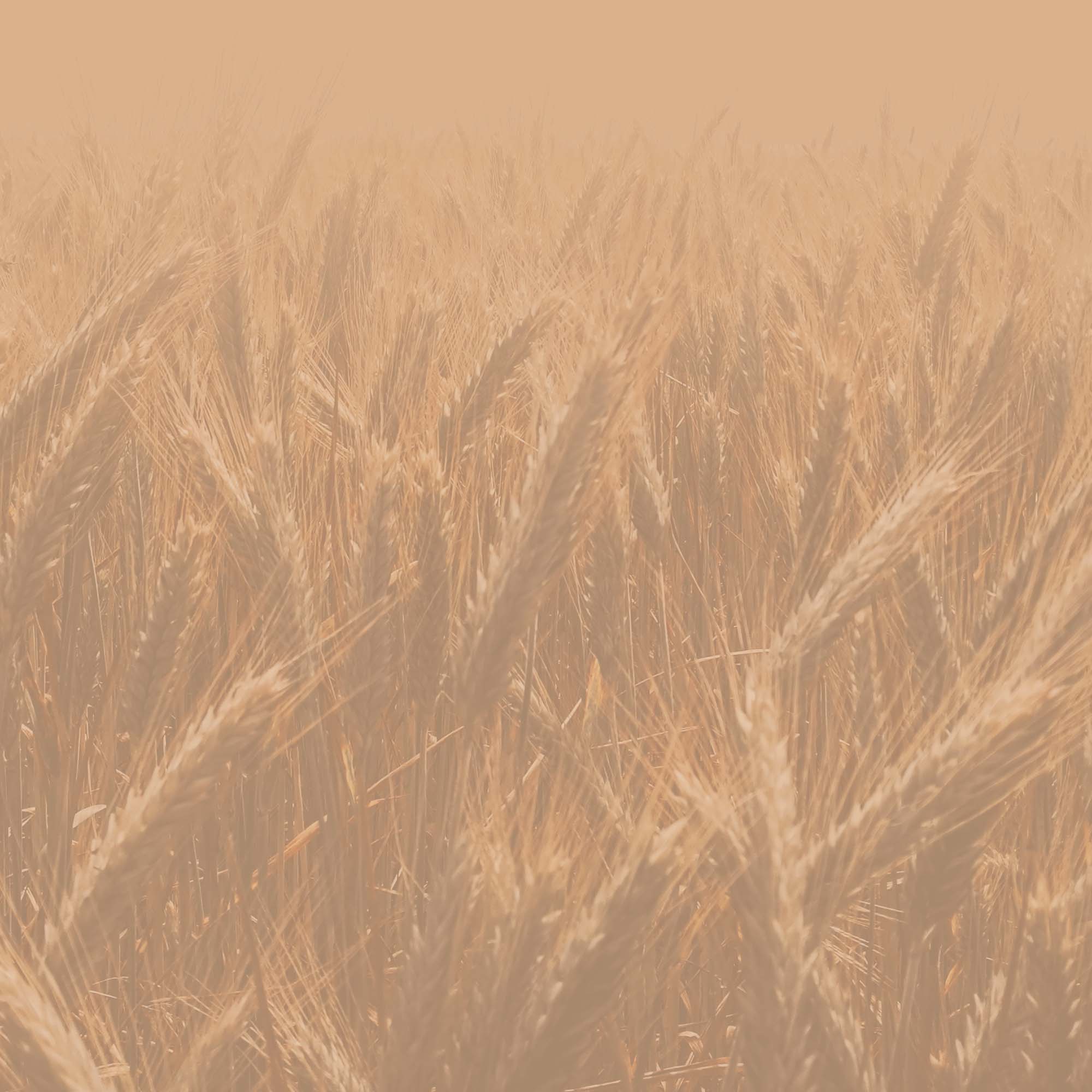 background image of wheat field