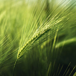 barley