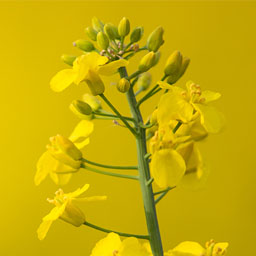 canola