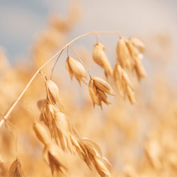 oats