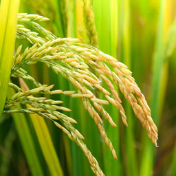 rice