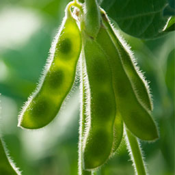 soybeans