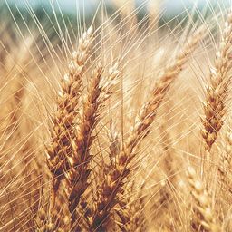 wheat