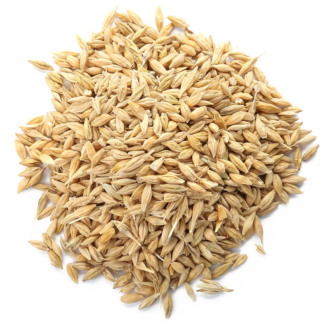 Barley