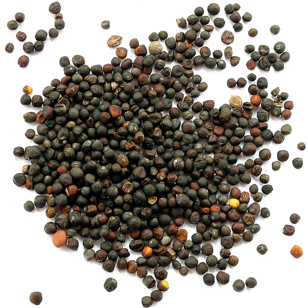 Canola Seeds