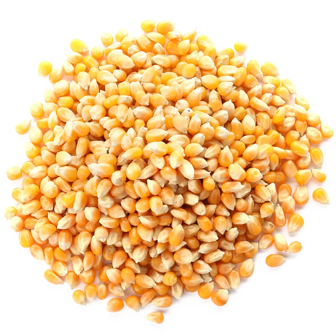 corn kernels