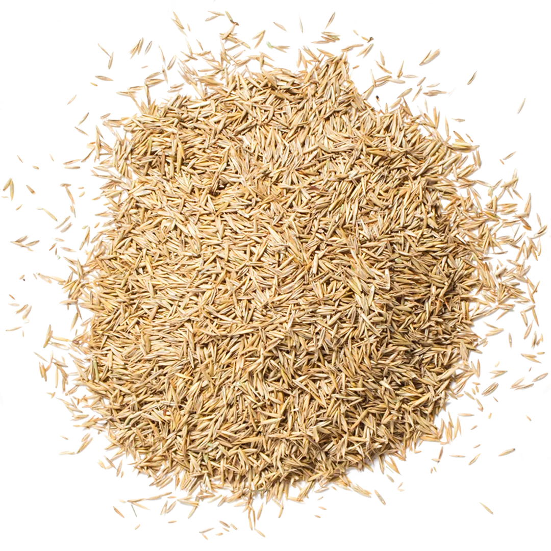 Grass seed