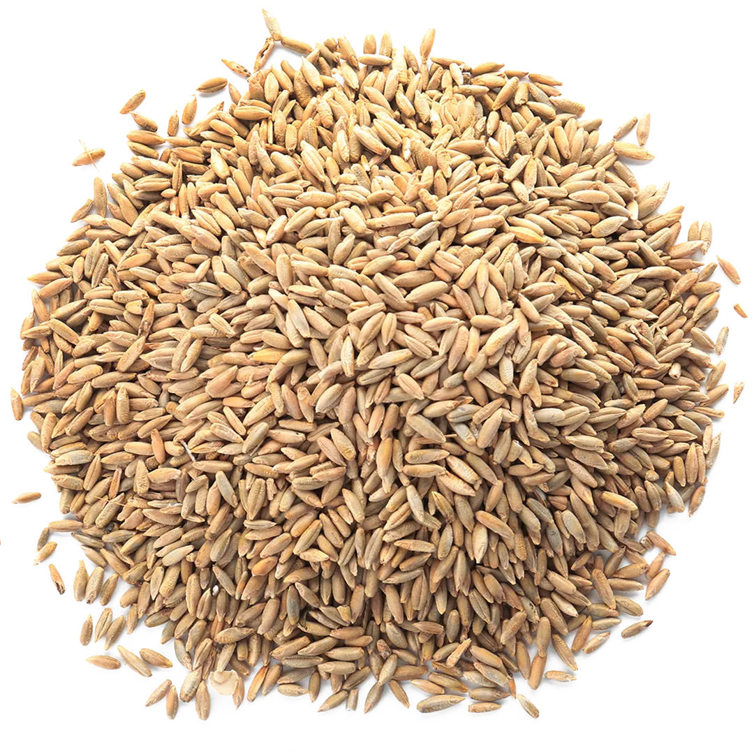 Rye