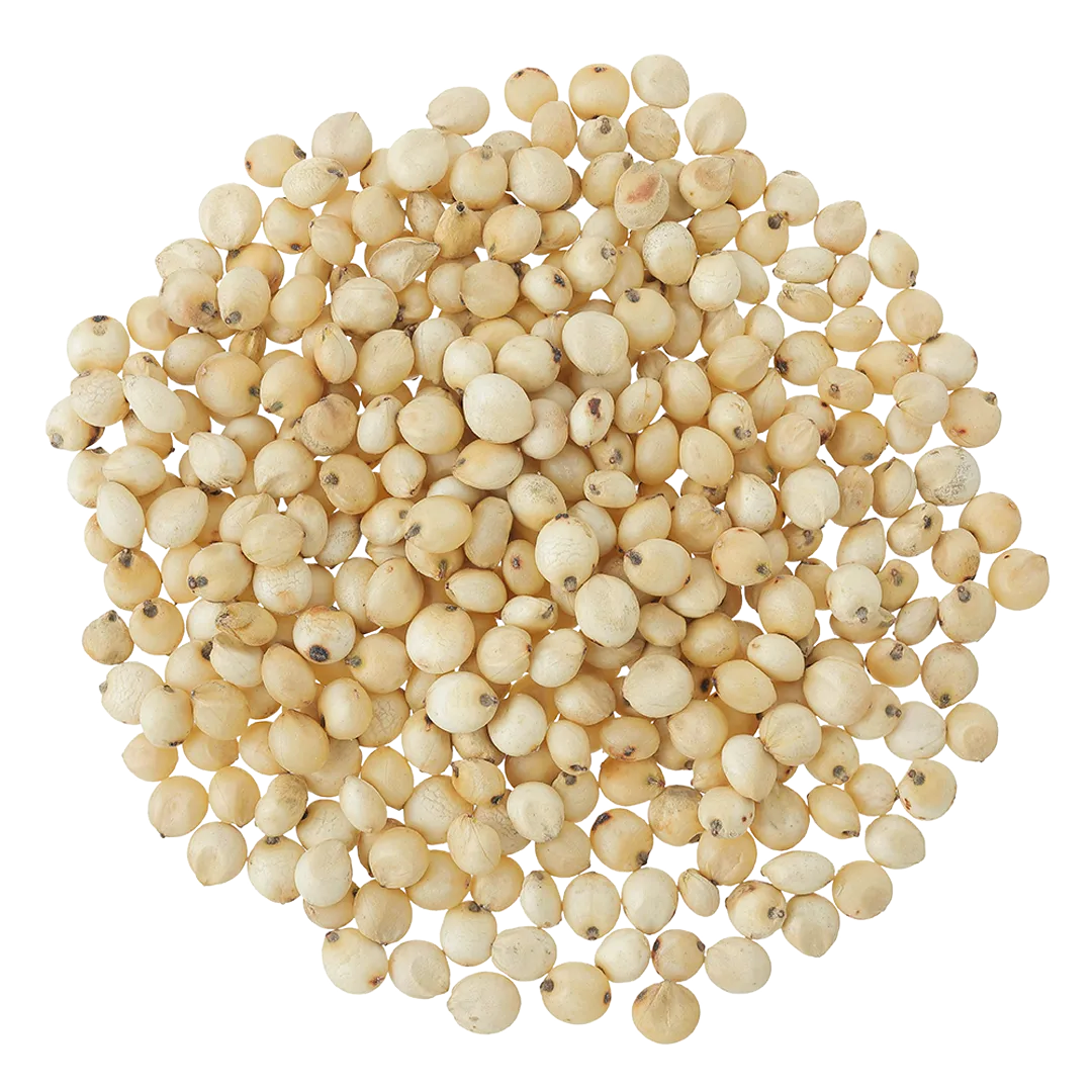 Sorghum