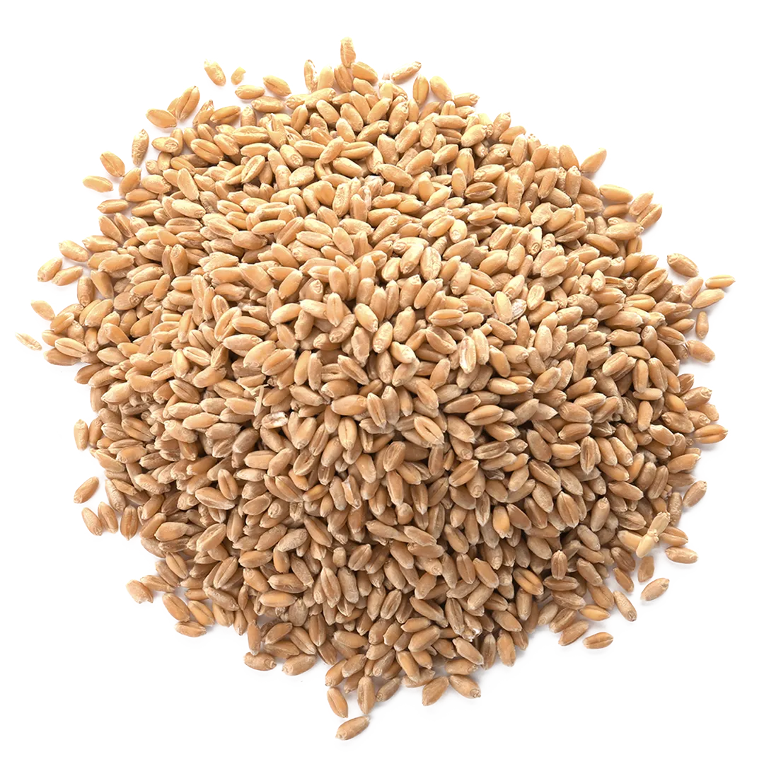 Wheat