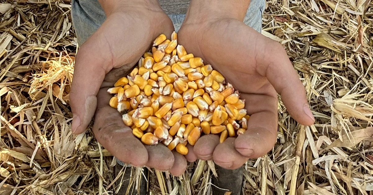 farmer holding crop of corn