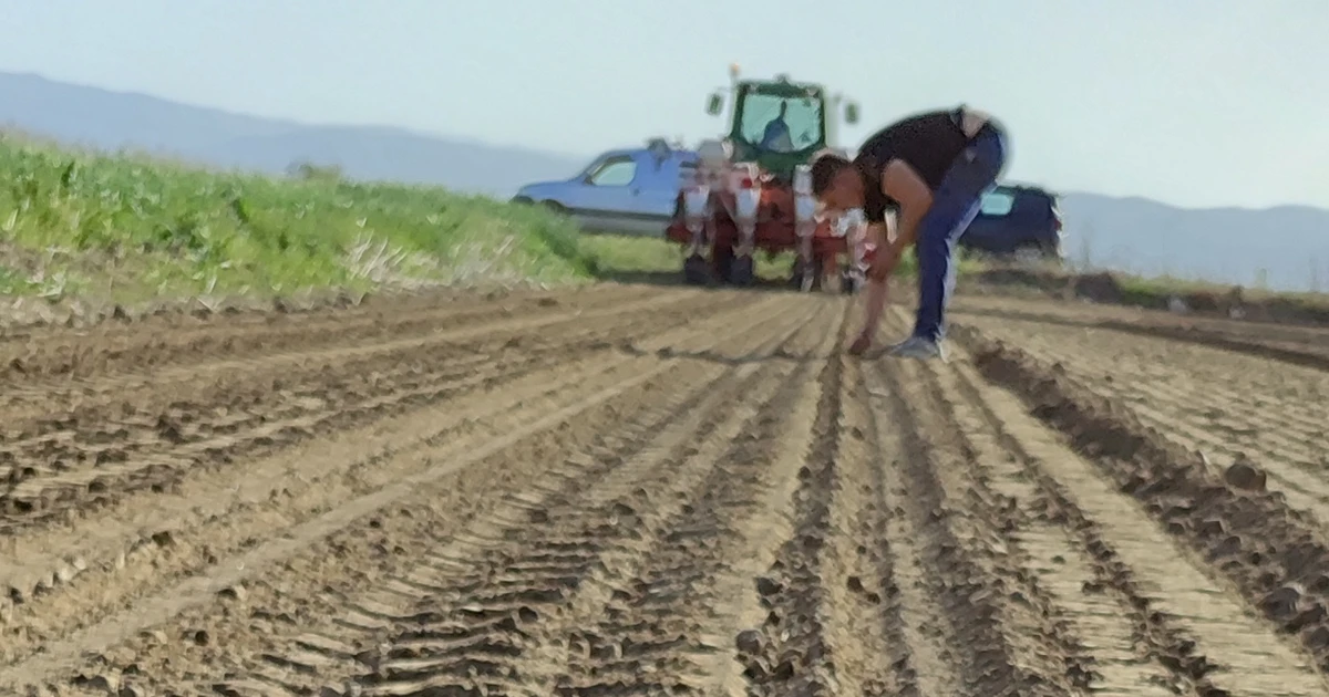 farmer checking seed placement