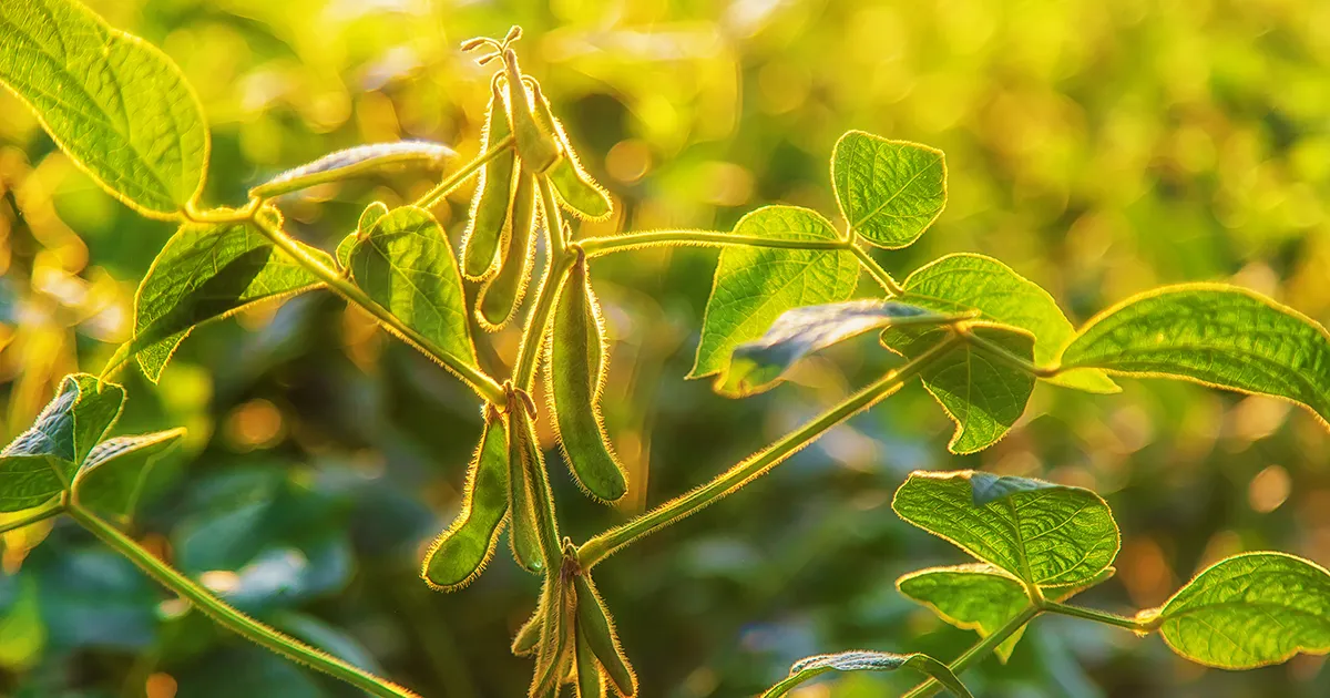 soybeans